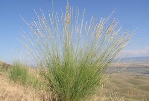 'Elymus' Bluebunch Wheat Grass