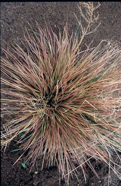 'Deschampsia' Bronzed Tuffed Hair Grass