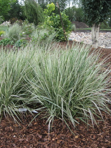 'Calamgrostis' Overdam Variegated Reed Grass