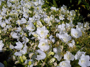 'Campanula' White Clips Bellflower