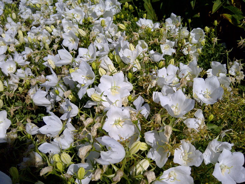 'Campanula' White Clips Bellflower