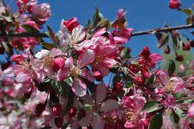'Malus' Weeping Candied Apple™ Flowering Crabapple Tree