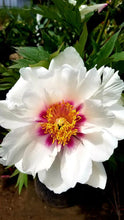 Load image into Gallery viewer, &#39;Paeonia&#39; Cora Louise Itoh Peony
