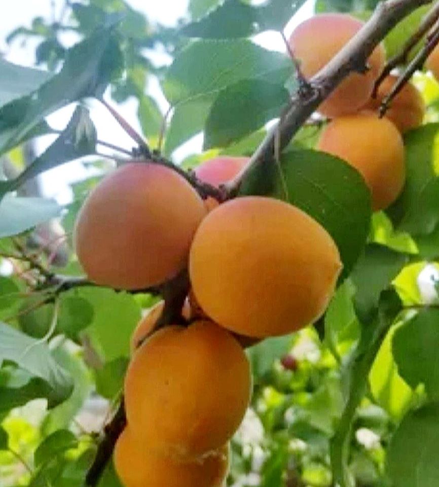 'Prunus' Casino Apricot Tree