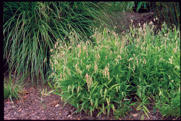 'Chasmanthium' Wild Oats Grass, Wood Oats