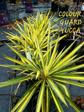 Load image into Gallery viewer, &#39;Yucca&#39; Color Guard Yucca
