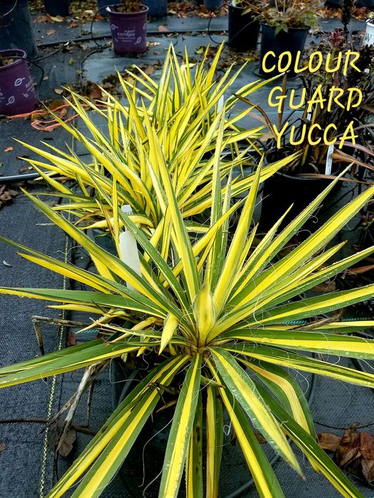 'Yucca' Color Guard Yucca