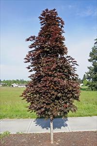 'Acer' Columnar Crimson Sentry Maple Tree