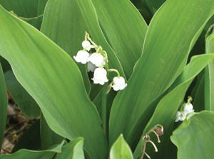 'Convallaria' Lily of the Valley
