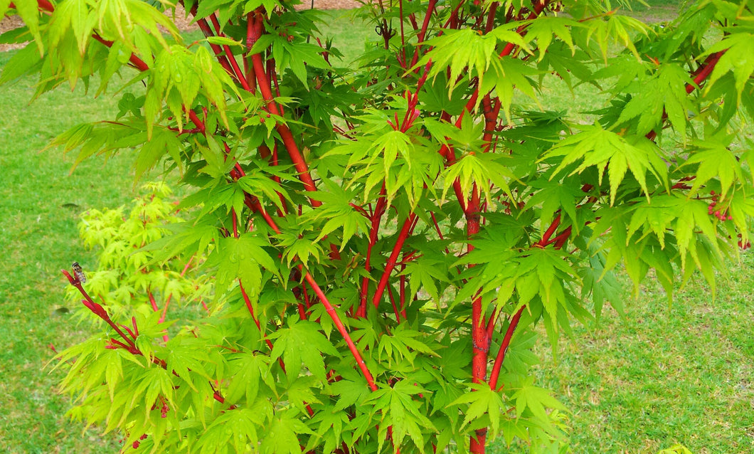 'Acer' Coral Bark Japanese Maple Tree
