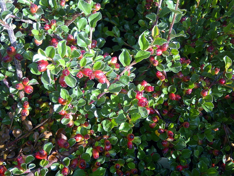 'Cotoneaster' Cranberry Cotoneaster