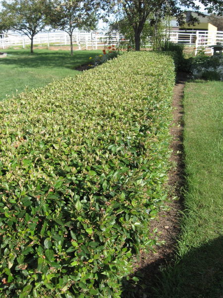 'Cotoneaster' Peking Hedge/Cotoneaster