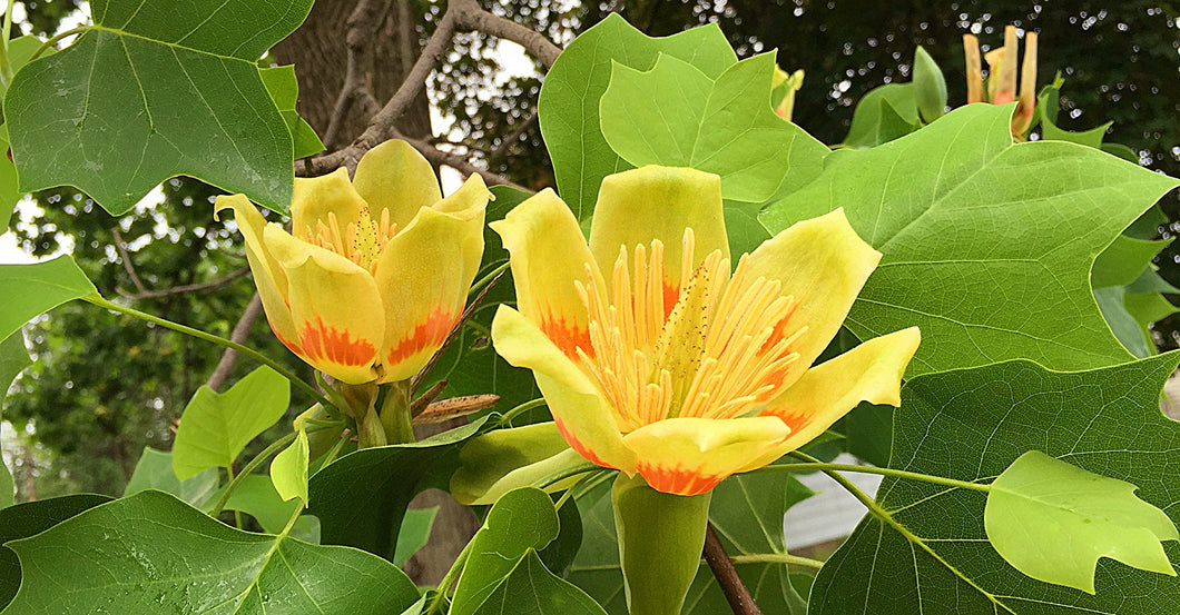 'Liriodendron' QuickScape Minis Tulip Tree