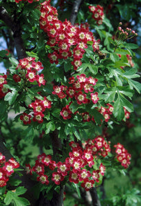 'Crataegus' Crimson Cloud Hawthorn Tree