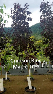 'Acer' Crimson King Maple Tree