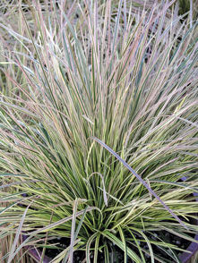 'Deschampsia' Northern Lights Tufted Hair Grass