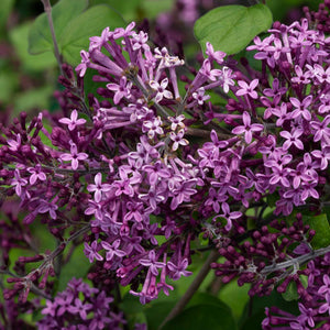 'Syringa' Reblooming Bloomerang Dark Purple Lilac