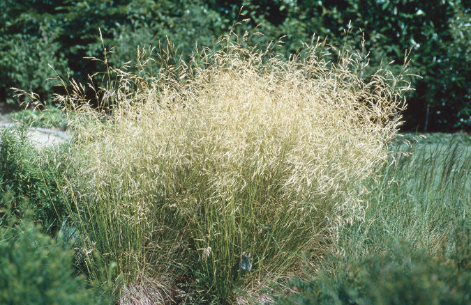 'Deschampsia' Golden Pendant Tufted Hair Grass