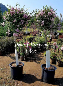'Syringa' Dwarf Korean Lilac Tree Form