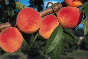 'Prunus' Early Redhaven Peach Tree