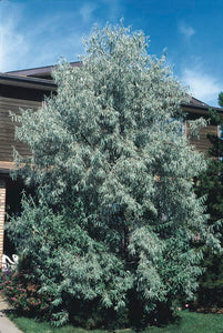 'Elaeagnus' Russian Olive