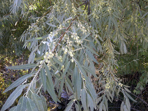 'Elaeagnus' Russian Olive Tree