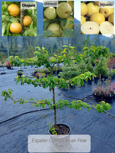'Pyrus' 3 Tier Espalier Asian Pear Combination Tree