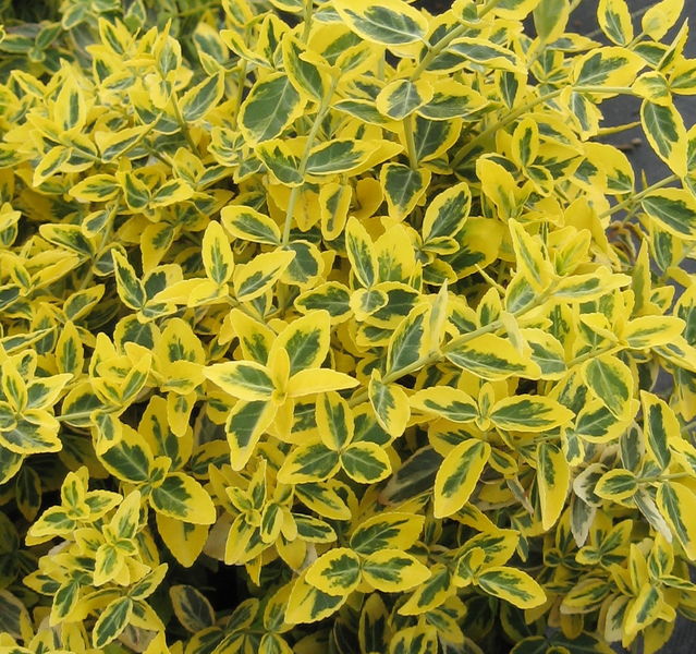 Image of Emerald n gold euonymus shrub full view