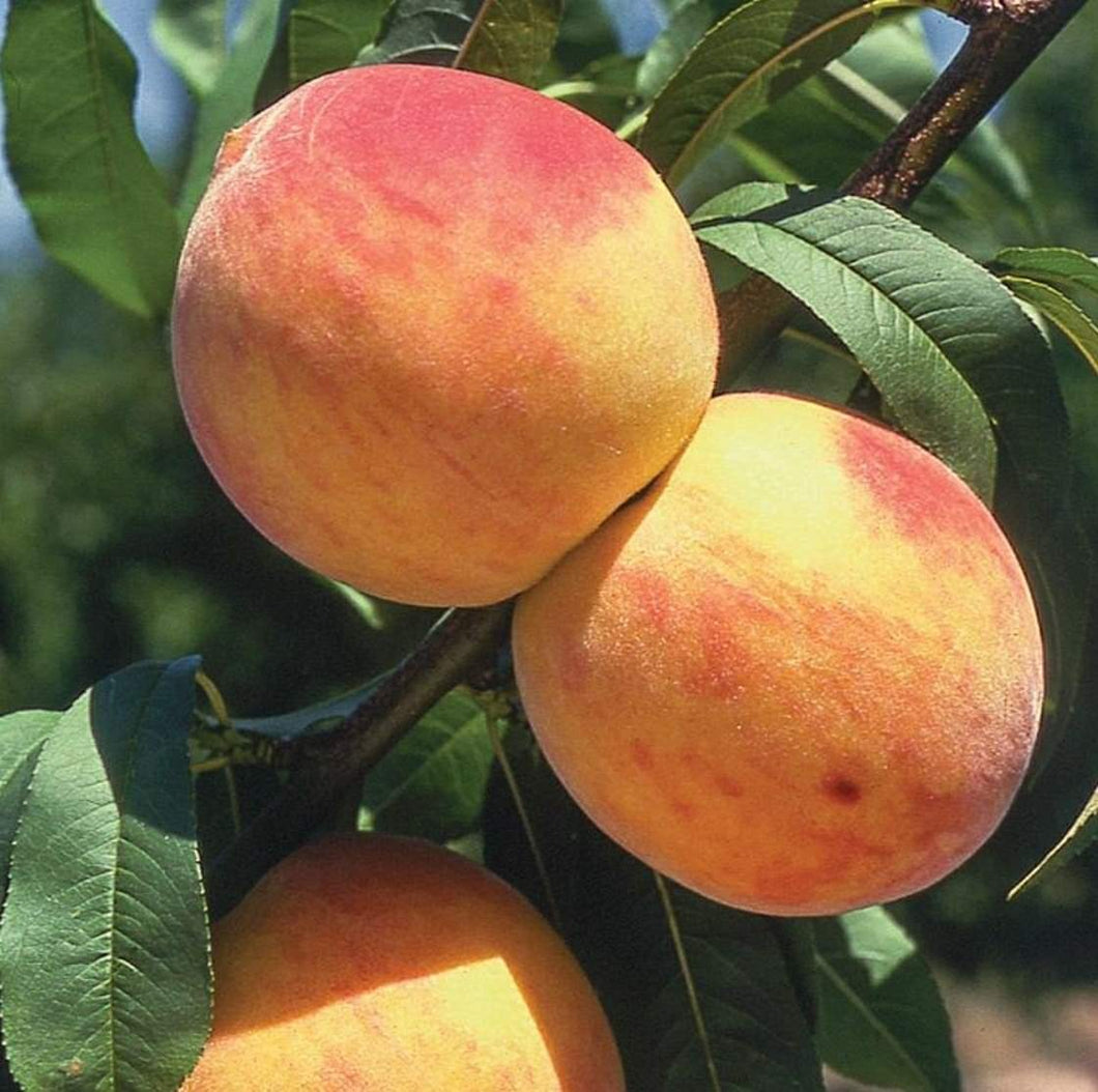 'Prunus' Reliance Dwarf Peach Tree