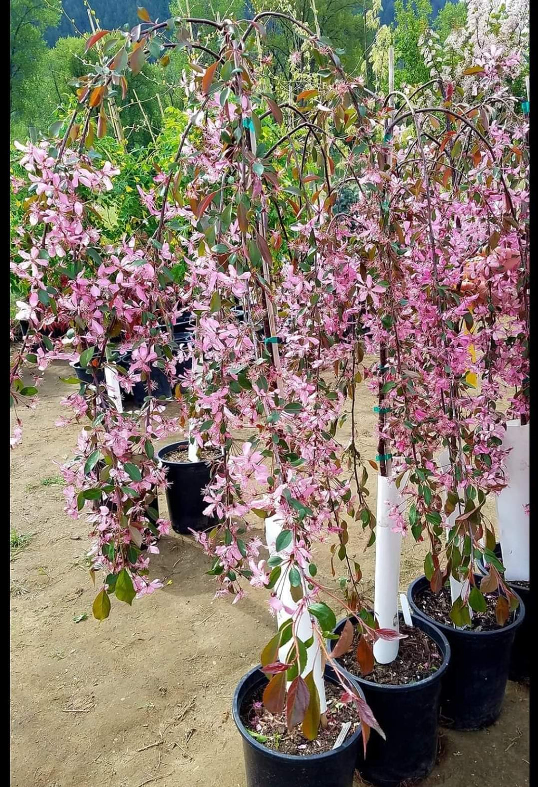 'Malus' Rosy Glo Weeping Ornamental Crabapple Tree