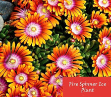 Load image into Gallery viewer, &#39;Delosperma&#39; Fire Spinner® Ice Plant
