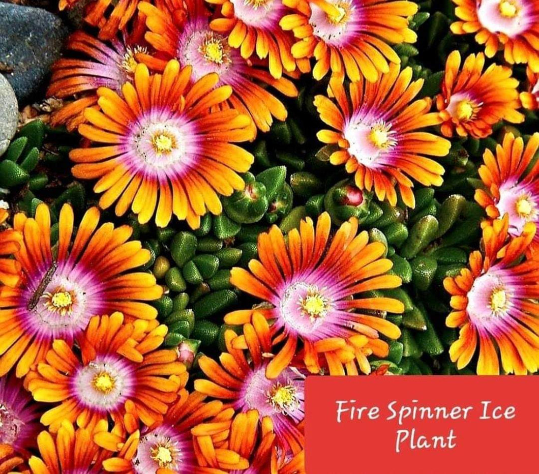 'Delosperma' Fire Spinner® Ice Plant