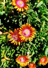 Load image into Gallery viewer, &#39;Delosperma&#39; Fire Spinner® Ice Plant
