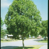 'Fraxinus' Mancana Ash Tree