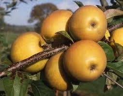 'Malus' Golden Russet Cider Apple Tree