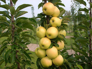 'Malus' Urban® Golden Treat™ Columnar Apple Tree