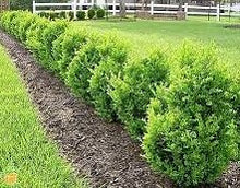 Load image into Gallery viewer, &#39;Buxus&#39; Green Mountain Boxwood
