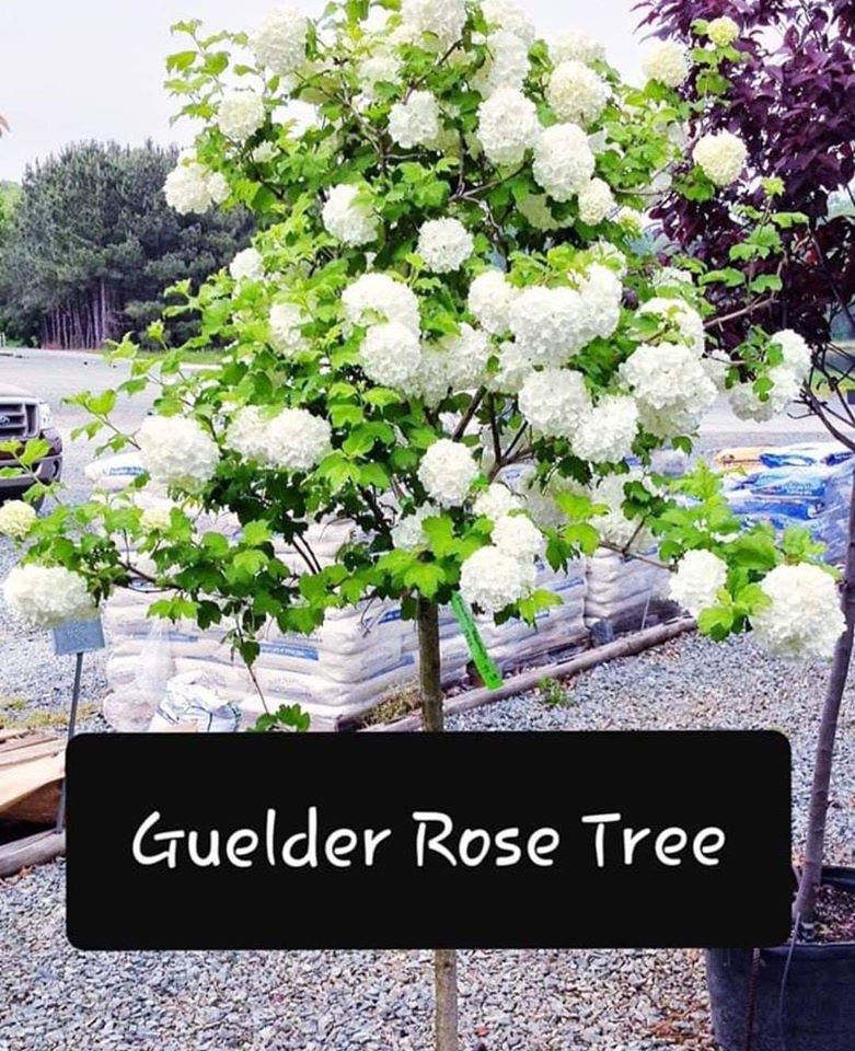 'Viburnum' Guelder Rose Tree Form