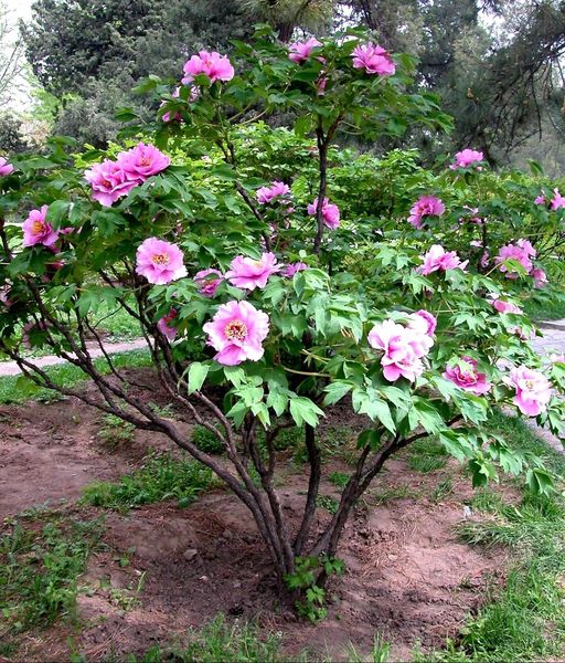 'Paeonia' Floral Rivalry Tree Peony
