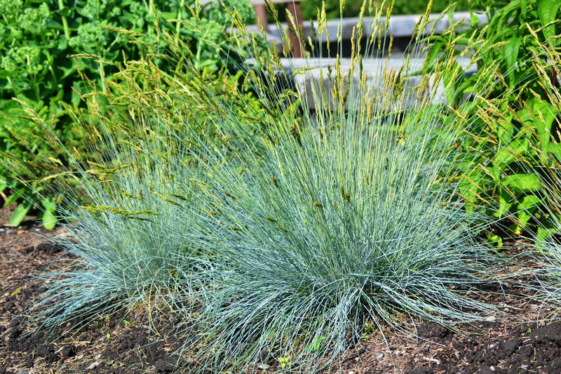 'Helictotrichon' Blue Oat Grass