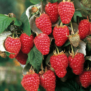 'Rubus' Heritage Raspberry
