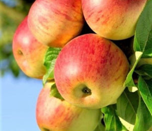 'Malus' Honeycrisp Apple Tree
