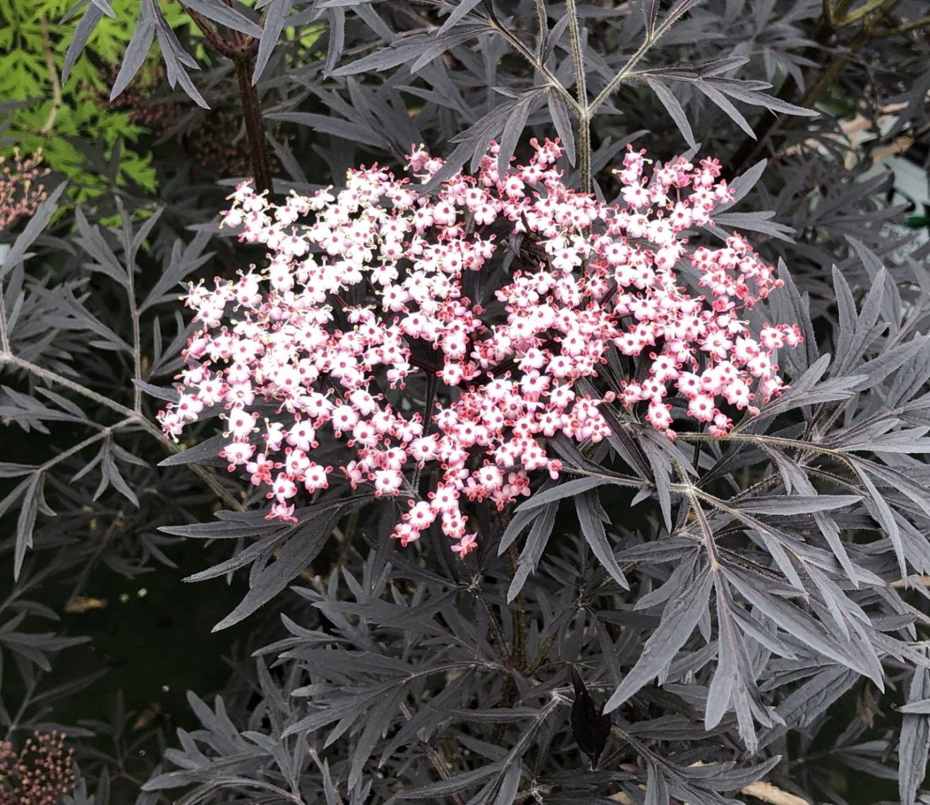 Sambucus nigra 'Black Lace' - Set of 4 - Pot 17cm - Height 25-40cm