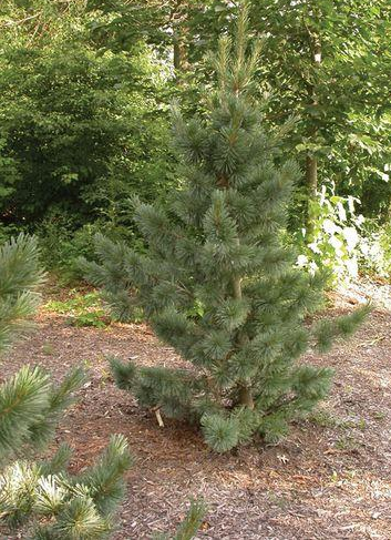 'Pinus' Limber Pine Tree