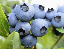 Load image into Gallery viewer, &#39;Vaccinium&#39; &quot;Bonus&quot; Giant Blueberry
