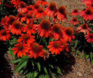 'Echinacea' Artisan™ Red Ombre Coneflower