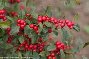 'Ilex' Little Goblin® Red Winterberry Holly