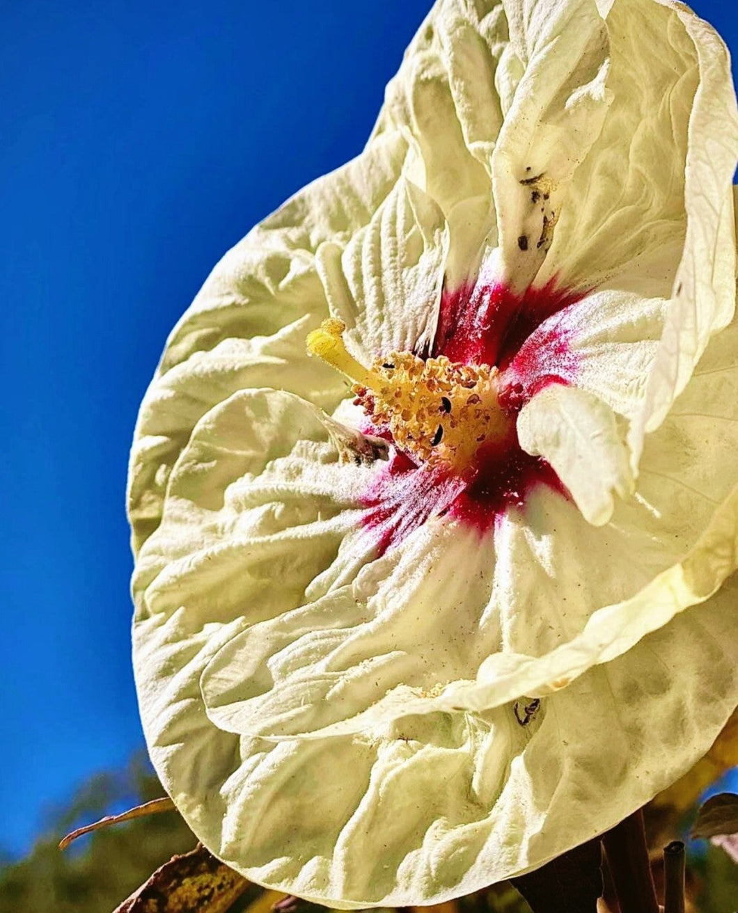 'Hibiscus' Summerific® French Vanilla  (Hardy/Perennial Hibiscus)