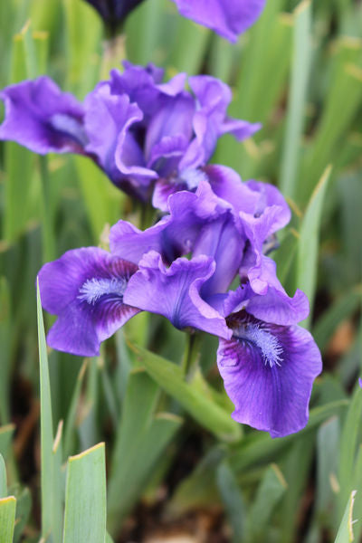 'Iris' Dwarf Blue Bearded