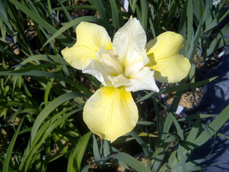 'Iris' Butter and Sugar Siberian